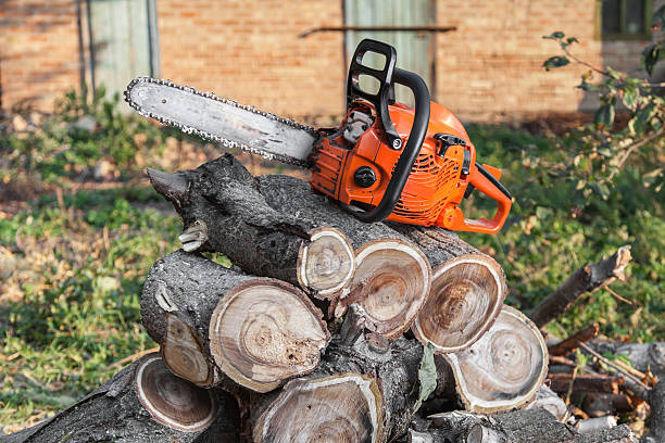 Tree Removal for Businesses in Vandenberg Village, CA